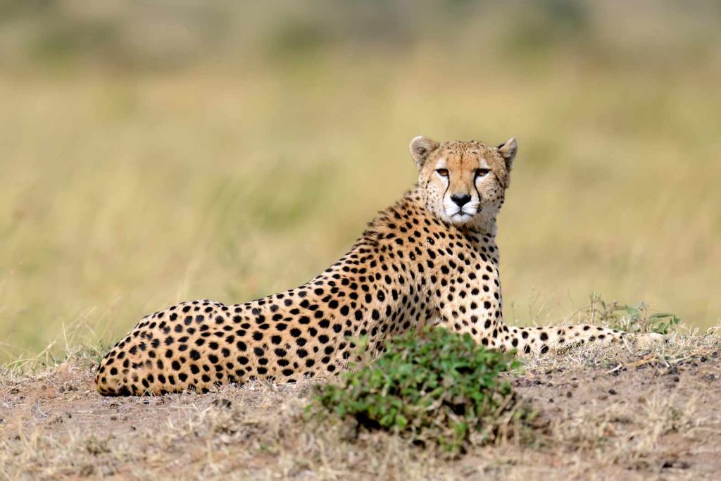 big-game-trail-adventures-tsavo-east-wild-african-cheetah