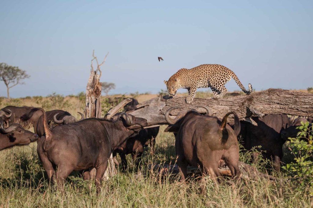 big-game-trail-adventures-tsavo-west-a-leopard-walks-across-a-log