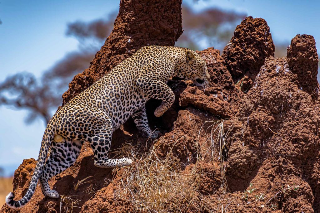 big-game-trail-adventures-tsavo-west-african-leopard-climbing-a-rocky-cliff