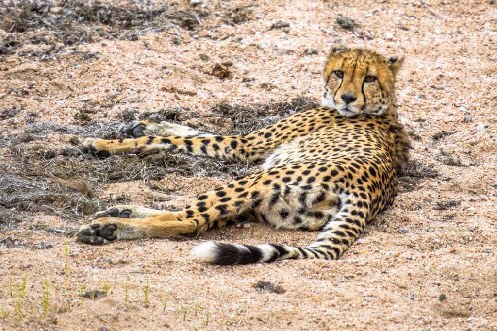 big-game-trail-adventures-tsavo-west-cheetah-resting