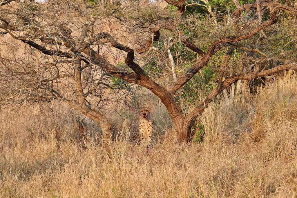 big-game-trail-adventures-tsavo-west-cheetah-resting-under-a-tree-with-blood-on-its-face