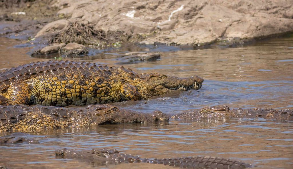 big-game-trail-adventures-tsavo-west-close-up-shot-of-crocodiles