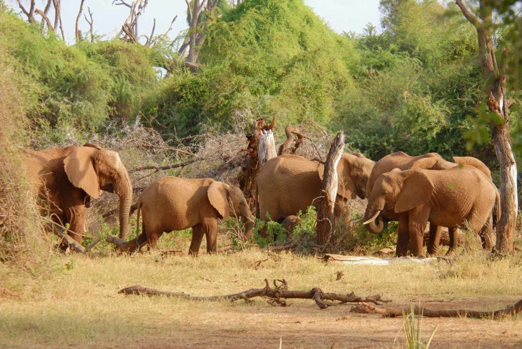 big-game-trail-adventures-tsavo-west-herd-of-african-elephants-eating-bush