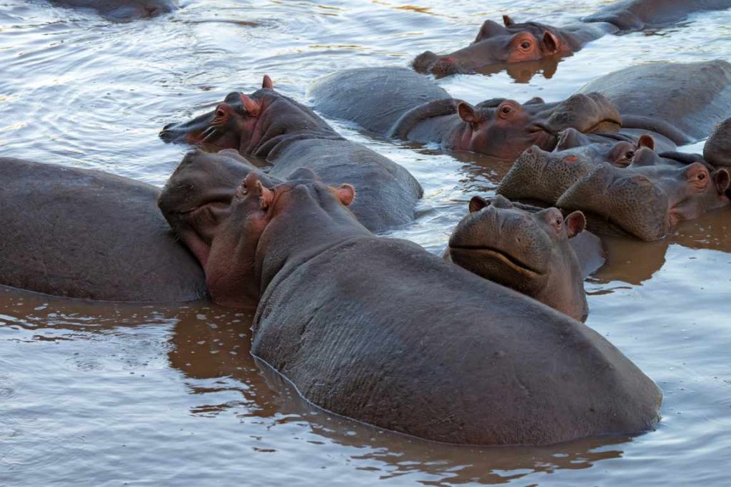 big-game-trail-adventures-tsavo-west-hippos