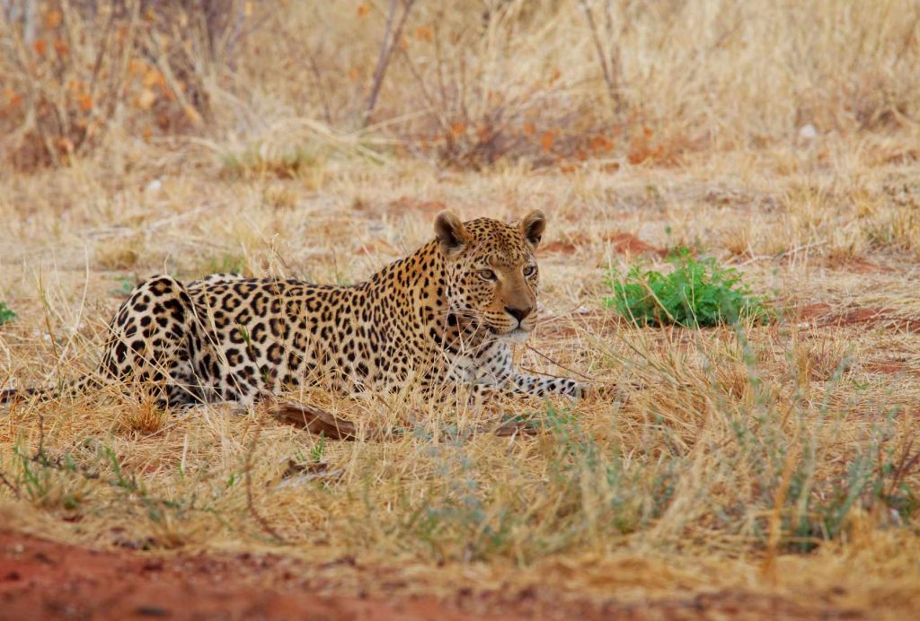 big-game-trail-adventures-tsavo-west-leopard