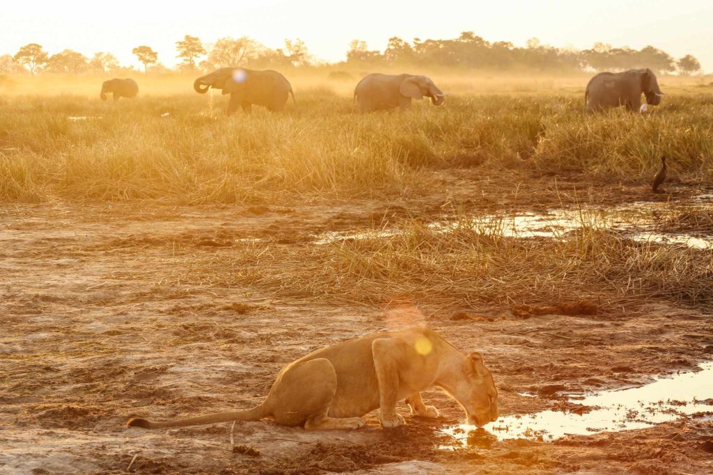 big-game-trail-adventures-tsavo-west-lioness-drinking-water-elephants