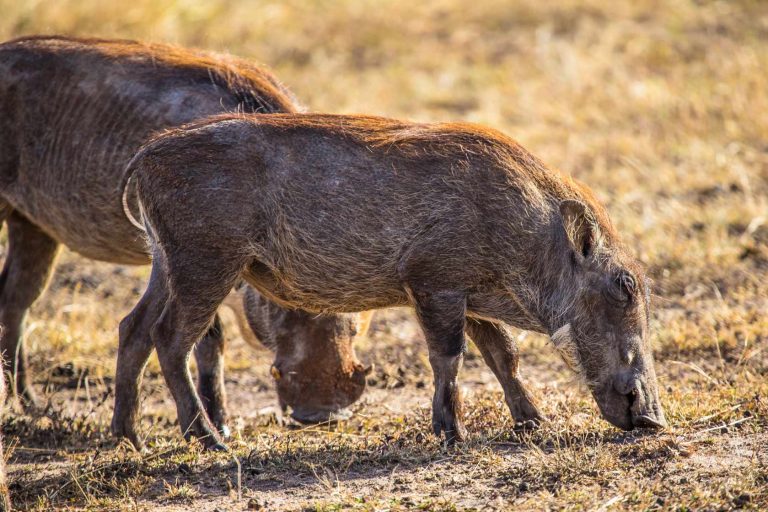 big-game-trail-adventures-two-african-wild-boars-in-the-masai-mara-kenya