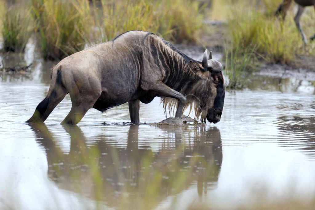 big-game-trail-adventures-wildebeest-in-national-park-of-kenya
